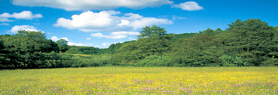 Photo: Eifel-Wiese
